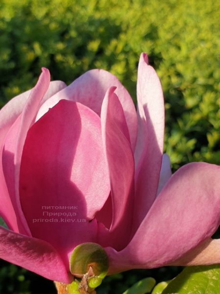 Магнолия Афродита (Magnolia Aphrodite) ФОТО Питомник растений Природа (4)