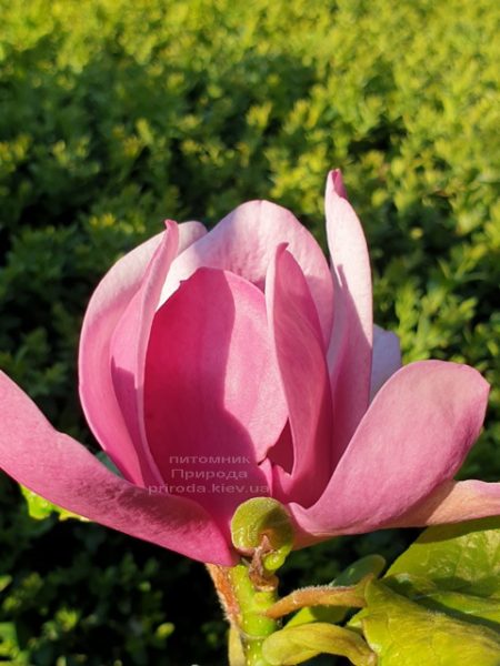 Магнолія Афродіта (Magnolia Aphrodite) ФОТО Розплідник рослин Природа (5)