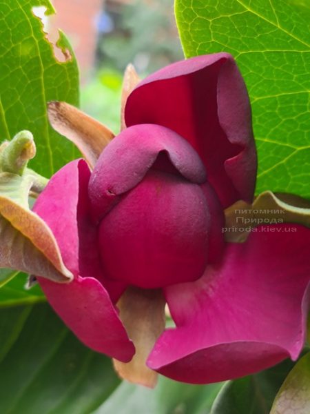 Магнолия Афродита (Magnolia Aphrodite) ФОТО Питомник растений Природа (8)