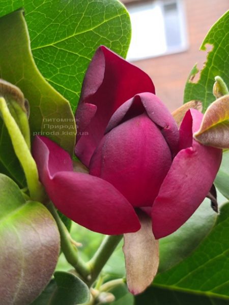 Магнолія Афродіта (Magnolia Aphrodite) ФОТО Розплідник рослин Природа (9)