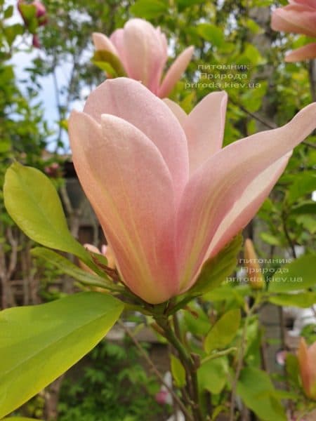 Магнолия Корал Лэйк (Magnolia Coral Lake) ФОТО Питомник растений Природа (3)