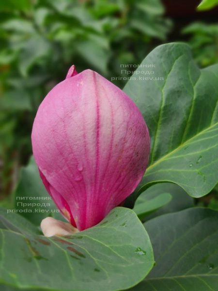 Магнолія Ред ес Ред (Magnolia Red as Red) ФОТО Розплідник рослин Природа (2)