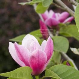 Магнолія Роуз Марія (Magnolia Rose Marie) ФОТО (2)