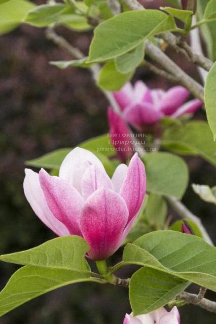 Магнолія Роуз Марія (Magnolia Rose Marie) ФОТО (2)