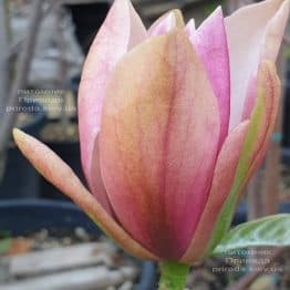 Магнолія Роял Спленда (Magnolia Royal Splendor) ФОТО Розплідник рослин Природа (2)