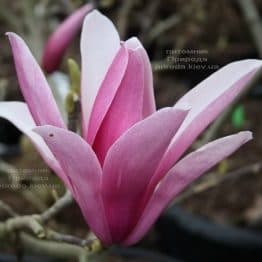 Магнолия Сентинел (Magnolia Sentinel) ФОТО Питомник растений Природа