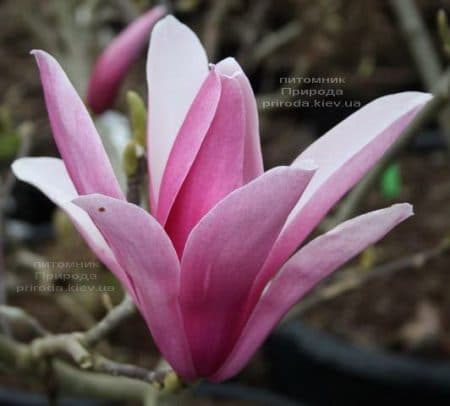 Магнолия Сентинел (Magnolia Sentinel) ФОТО Питомник растений Природа