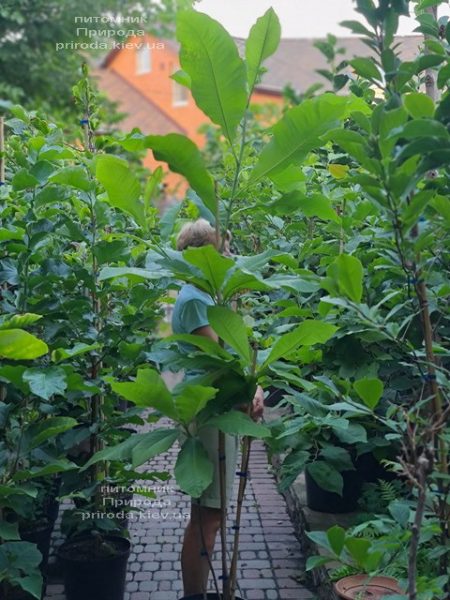 Магнолия трёхлепестная (Magnolia tripetala) ФОТО Питомник растений Природа (3)