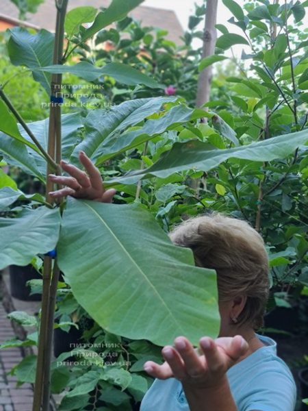 Магнолія трьохлепестна (Magnolia tripetala) ФОТО Розплідник рослин Природа (9)