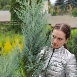 Можжевельник скальный Мунглов (Juniperus scopolorum Moonglow) ФОТО Питомник растений Природа (25)