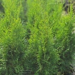 Туя західна Смарагд (Thuja occidentalis Smaragd) ФОТО Розплідник рослин Природа (121)