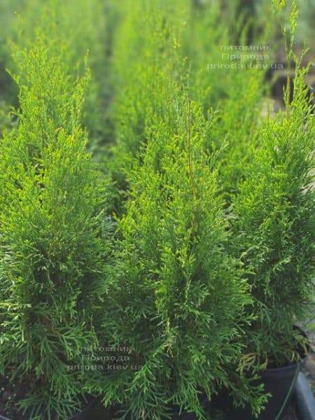Туя західна Смарагд (Thuja occidentalis Smaragd) ФОТО Розплідник рослин Природа (121)