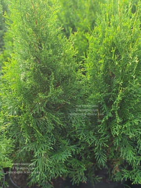 Туя західна Смарагд (Thuja occidentalis Smaragd) ФОТО Розплідник рослин Природа (122)