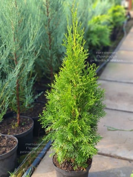 Туя західна Смарагд (Thuja occidentalis Smaragd) ФОТО Розплідник рослин Природа (123)