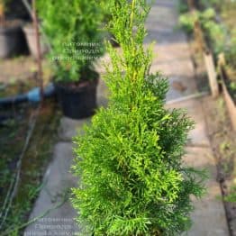 Туя західна Смарагд (Thuja occidentalis Smaragd) ФОТО Розплідник рослин Природа (124)