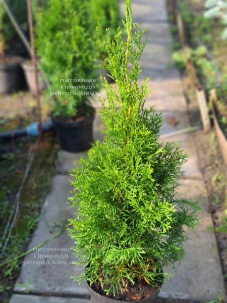 Туя западная Смарагд (Thuja occidentalis Smaragd) ФОТО Питомник растений Природа (124)