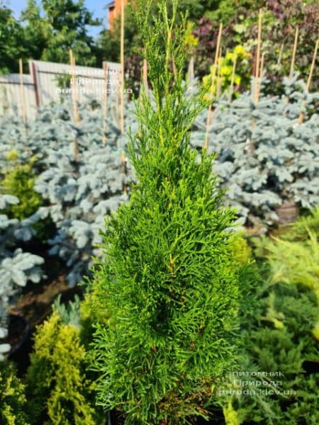 Туя західна Смарагд (Thuja occidentalis Smaragd) ФОТО Розплідник рослин Природа (125)