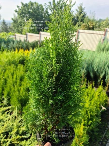 Туя західна Смарагд (Thuja occidentalis Smaragd) ФОТО Розплідник рослин Природа (126)