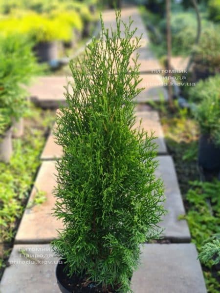 Туя західна Смарагд (Thuja occidentalis Smaragd) ФОТО Розплідник рослин Природа (127)