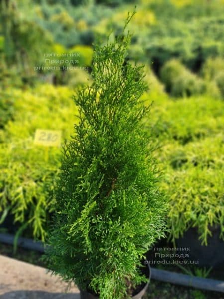 Туя західна Смарагд (Thuja occidentalis Smaragd) ФОТО Розплідник рослин Природа) 128)