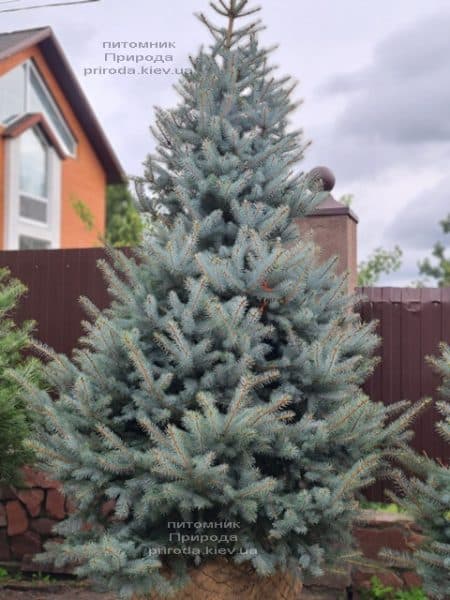 Ялина блакитна Блю Даймонд (Picea pungens Blue Diamond) ФОТО Розплідник рослин Природа (44)