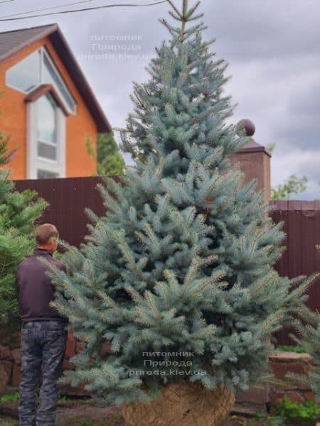 Ель голубая Блю Даймонд (Picea pungens Blue Diamond) ФОТО Питомник растений Природа (45)