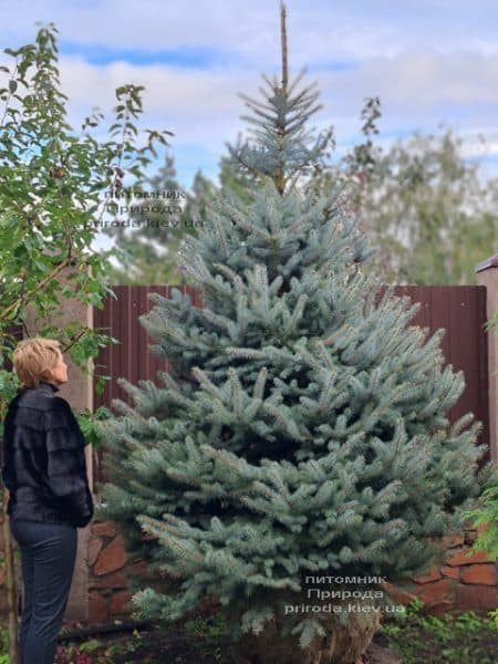 Ель голубая Блю Даймонд (Picea pungens Blue Diamond) ФОТО Питомник растений Природа (47)