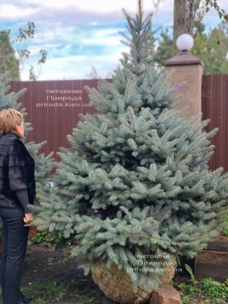 Ель голубая Блю Даймонд (Picea pungens Blue Diamond) ФОТО Питомник растений Природа (48)