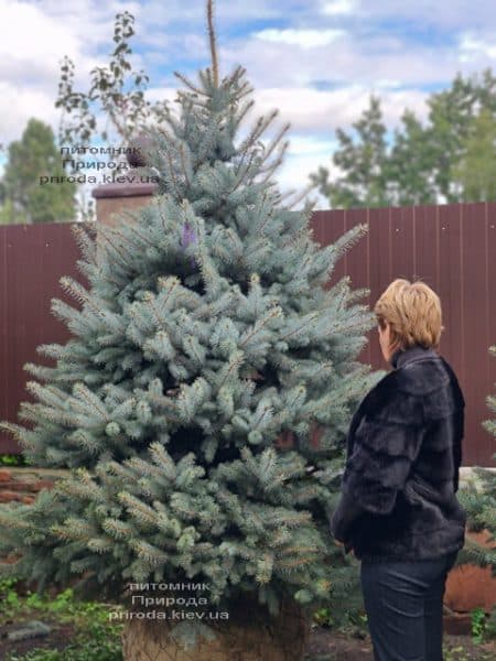 Ялина блакитна Блю Даймонд (Picea pungens Blue Diamond) ФОТО Розплідник рослин Природа (49)