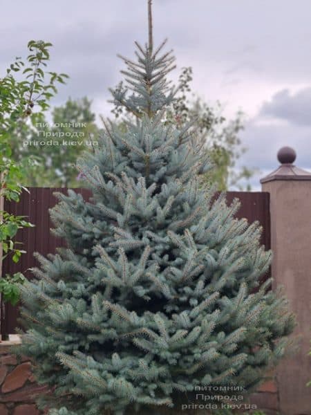 Ялина блакитна Блю Даймонд (Picea pungens Blue Diamond) ФОТО Розплідник рослин Природа (50)