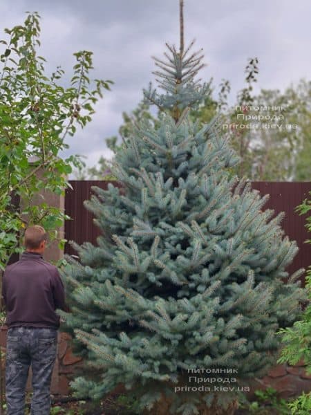 Ялина блакитна Блю Даймонд (Picea pungens Blue Diamond) ФОТО Розплідник рослин Природа (51)