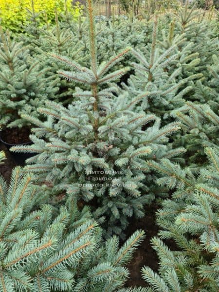 Ель голубая Супер Блю Сидлингс (Picea pungens Super Blue Seedlings) ФОТО Питомник растений Природа (1)