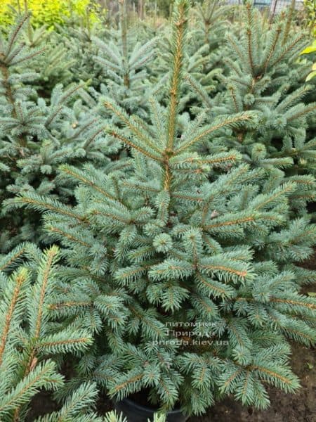 Ель голубая Супер Блю Сидлингс (Picea pungens Super Blue Seedlings) ФОТО Питомник растений Природа (2)