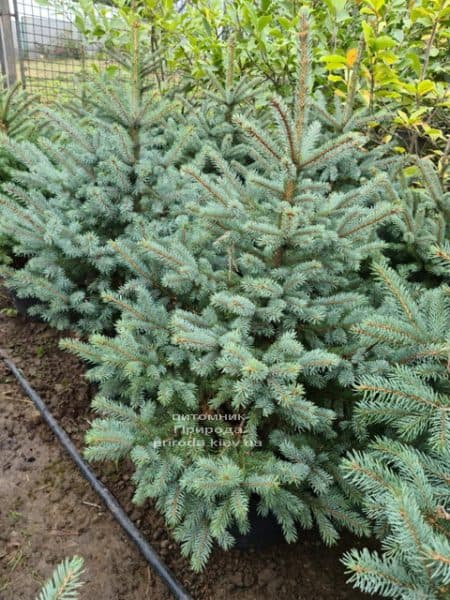 Ялина блакитна Супер Блю Сідлінгс (Picea pungens Super Blue Seedlings) ФОТО Розплідник рослин Природа (3)