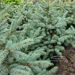 Ель голубая Супер Блю Сидлингс (Picea pungens Super Blue Seedlings) ФОТО Питомник растений Природа (4)