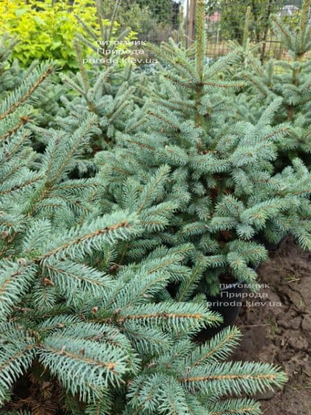 Ель голубая Супер Блю Сидлингс (Picea pungens Super Blue Seedlings) ФОТО Питомник растений Природа (4)