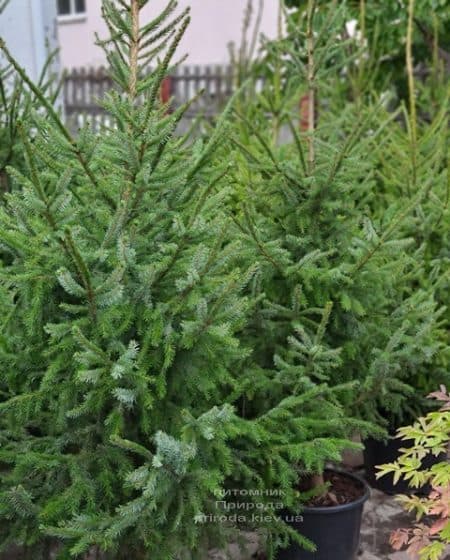 Ялина Сербська (Picea omorica) ФОТО Розплідник рослин Природа (18)