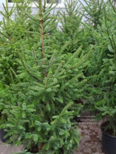 Ялина Сербська (Picea omorica) ФОТО Розплідник рослин Природа (19)