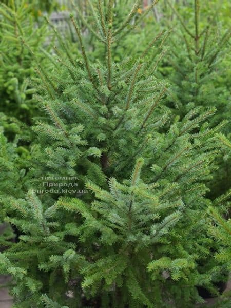 Ель Сербская (Picea omorica) ФОТО Питомник растений Природа (20)