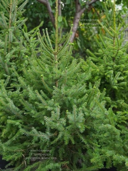 Ялина Сербська (Picea omorica) ФОТО Розплідник рослин Природа (21)