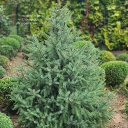 Ель Сербская (Picea omorica) ФОТО Питомник растений Природа (22)