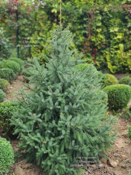 Ель Сербская (Picea omorica) ФОТО Питомник растений Природа (22)