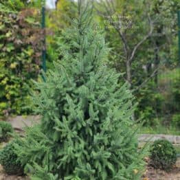 Ель Сербская (Picea omorica) ФОТО Питомник растений Природа (23)