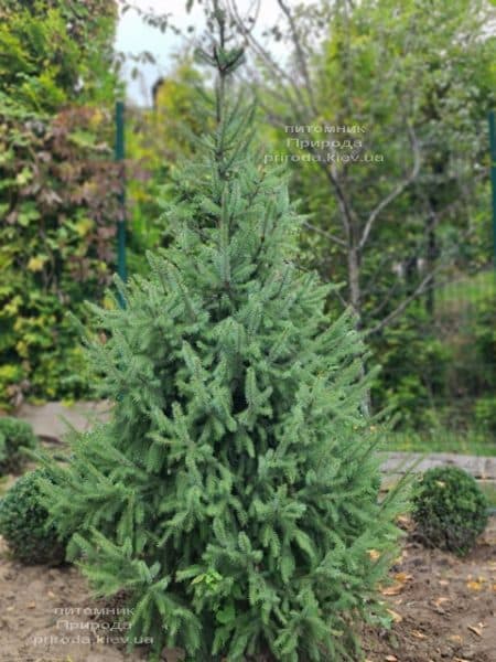 Ялина Сербська (Picea omorica) ФОТО Розплідник рослин Природа (23)