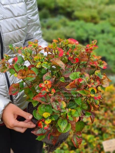 Хауттюйнія серцеподібна Хамелеон (Houttuynia cordata Chameleon) ФОТО Розплідник рослин Природа (11)