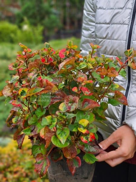 Хауттюйния сердцевидная Хамелеон (Houttuynia cordata Chameleon) ФОТО Питомник растений Природа (12)