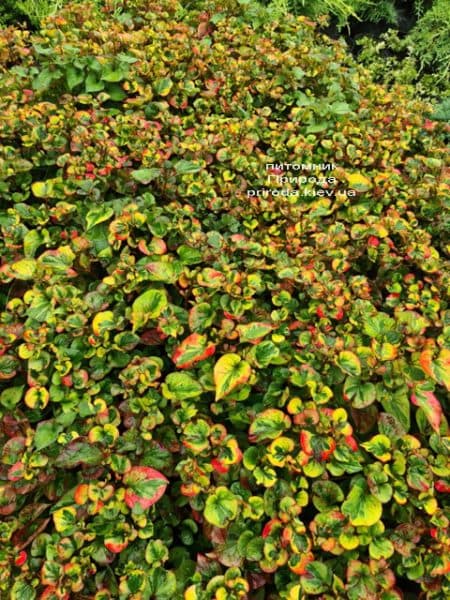 Хауттюйнія сердцевидная Хамелеон (Houttuynia cordata Chameleon) ФОТО Розплідник рослин Природа (7)