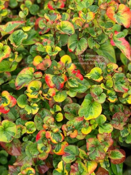 Хауттюйнія серцеподібна Хамелеон (Houttuynia cordata Chameleon) ФОТО Розплідник рослин Природа (8)