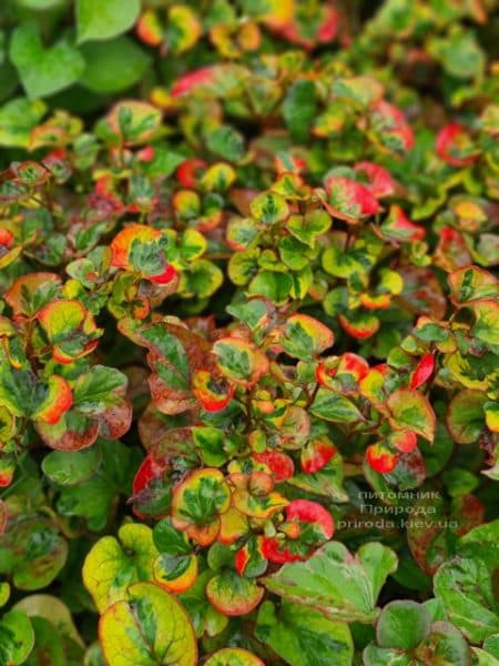 Хауттюйнія сердцевидная Хамелеон (Houttuynia cordata Chameleon) ФОТО Розплідник рослин Природа (9)