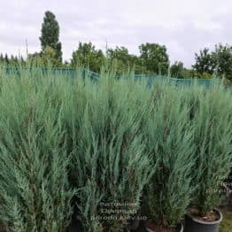 Ялівець скельний Блю Арроу (Блю Ерроу) (Juniperus scopolorum Blue Arrow) ФОТО Розплідник рослин Природа (48)